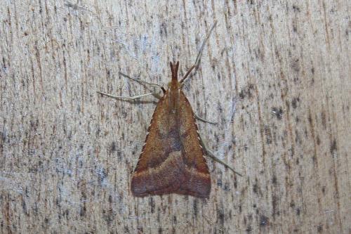 Synaphe punctalis